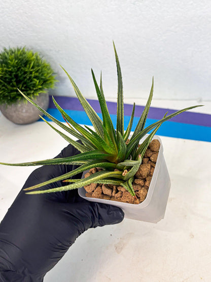 Haworthia Aura (wa2) (p3) | Rare Succulent