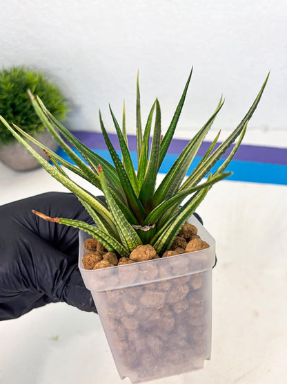 Haworthia Aura (wa2) (p3) | Rare Succulent