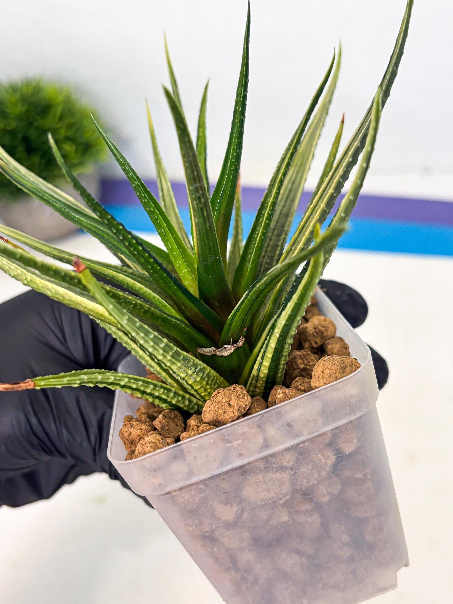 Haworthia Aura (wa2) (p3) | Rare Succulent