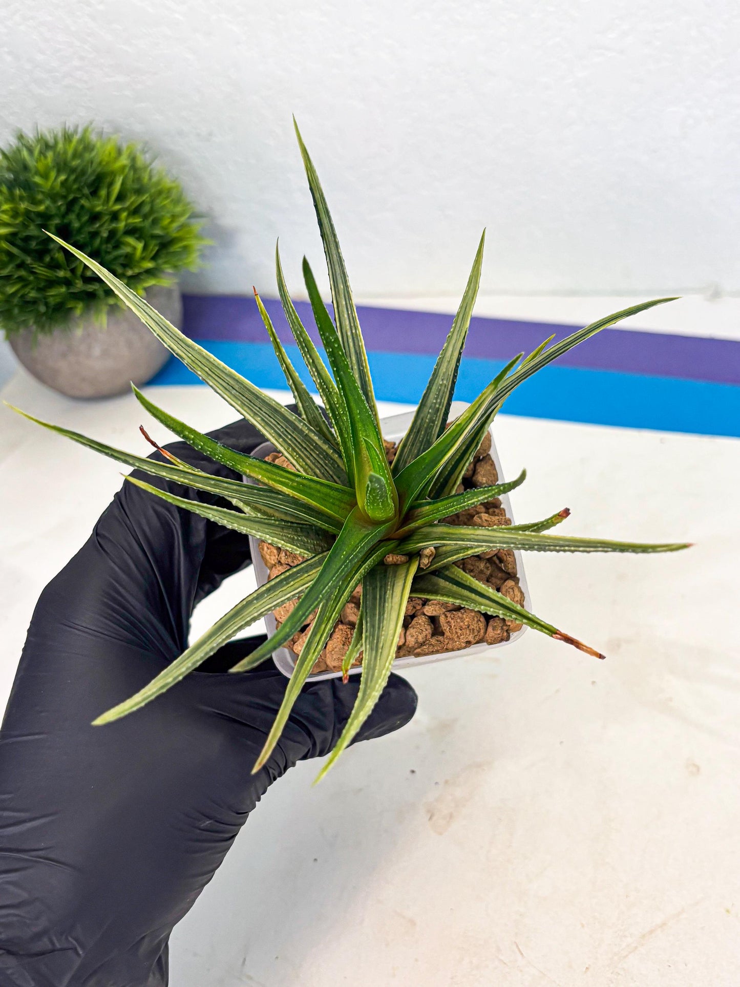 Haworthia Aura (wa2) (p3) | Rare Succulent
