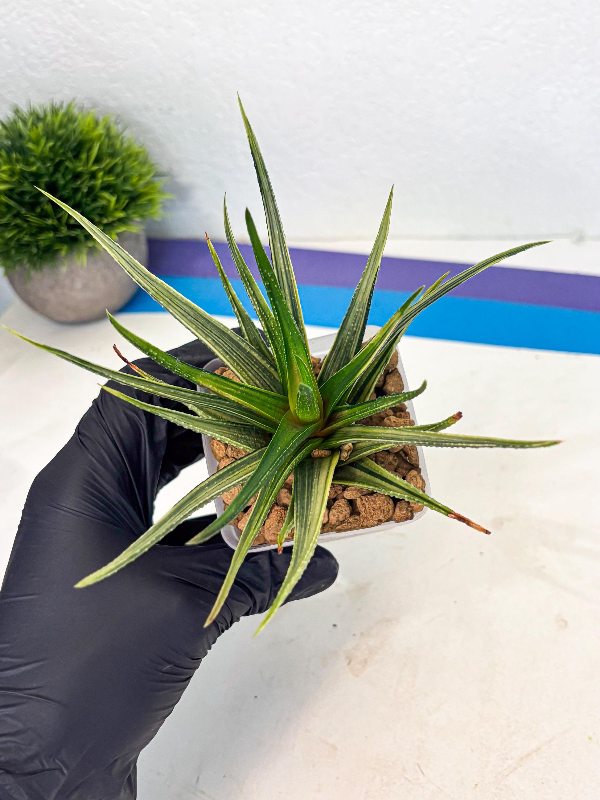 Haworthia Aura (wa2) (p3) | Rare Succulent