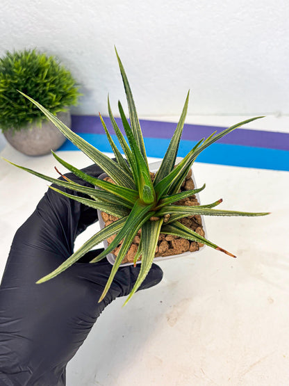 Haworthia Aura (wa2) (p3) | Rare Succulent