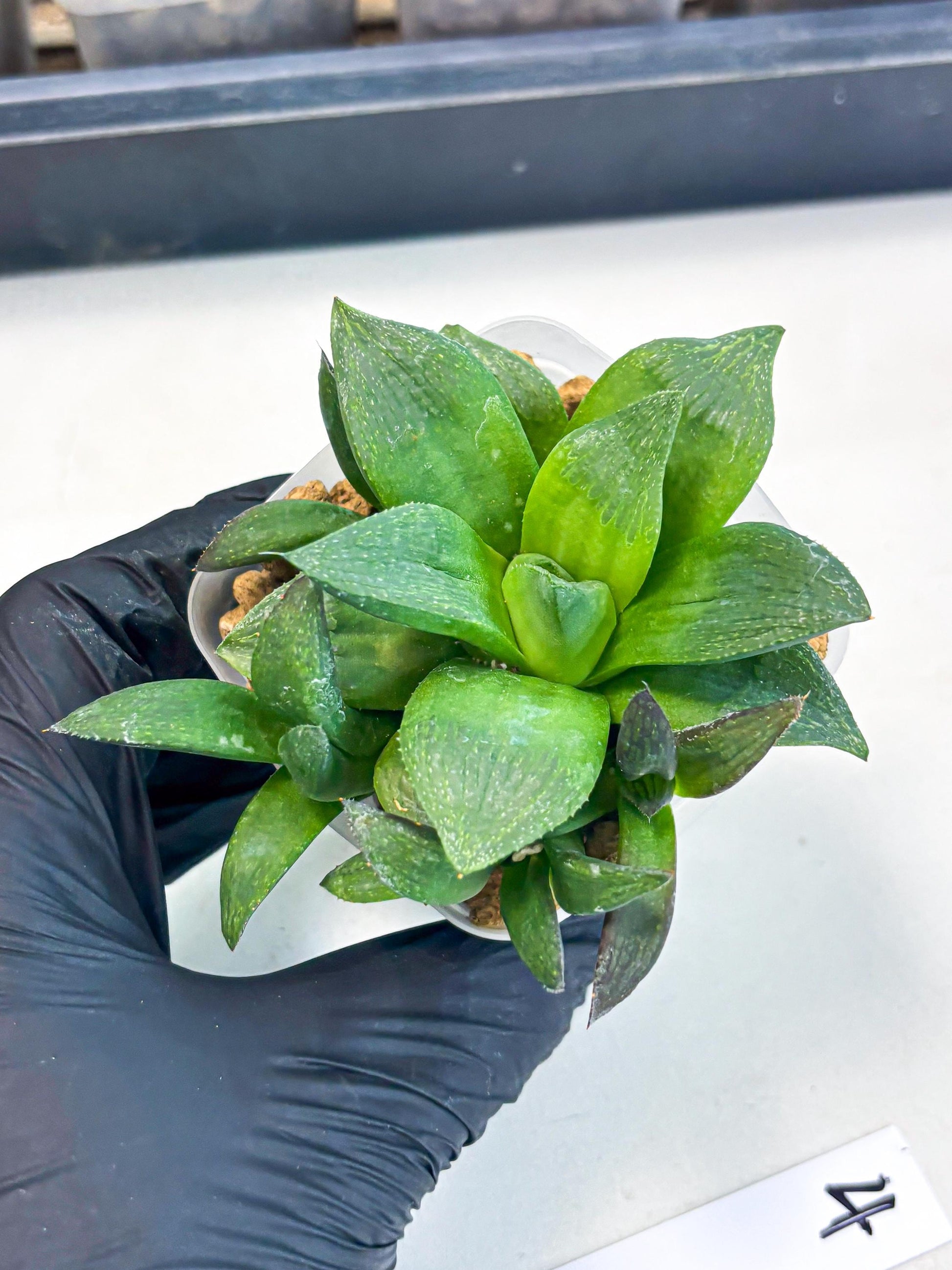 Haworthia Stabilo (wa2) (p4) | Rare Succulent