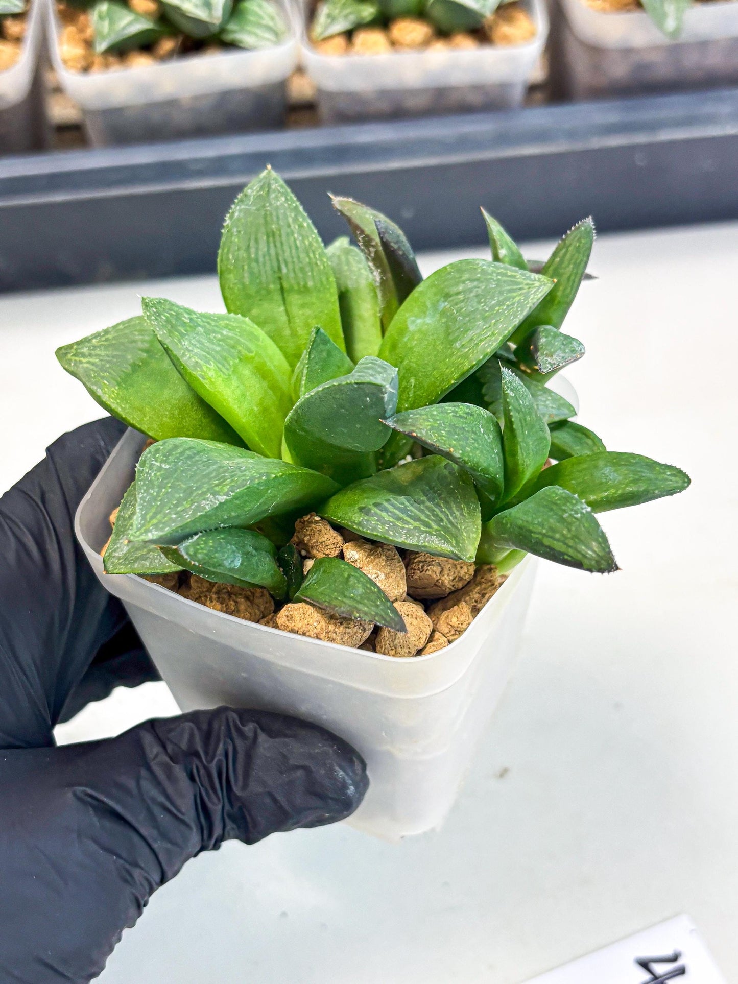 Haworthia Stabilo (wa2) (p4) | Rare Succulent