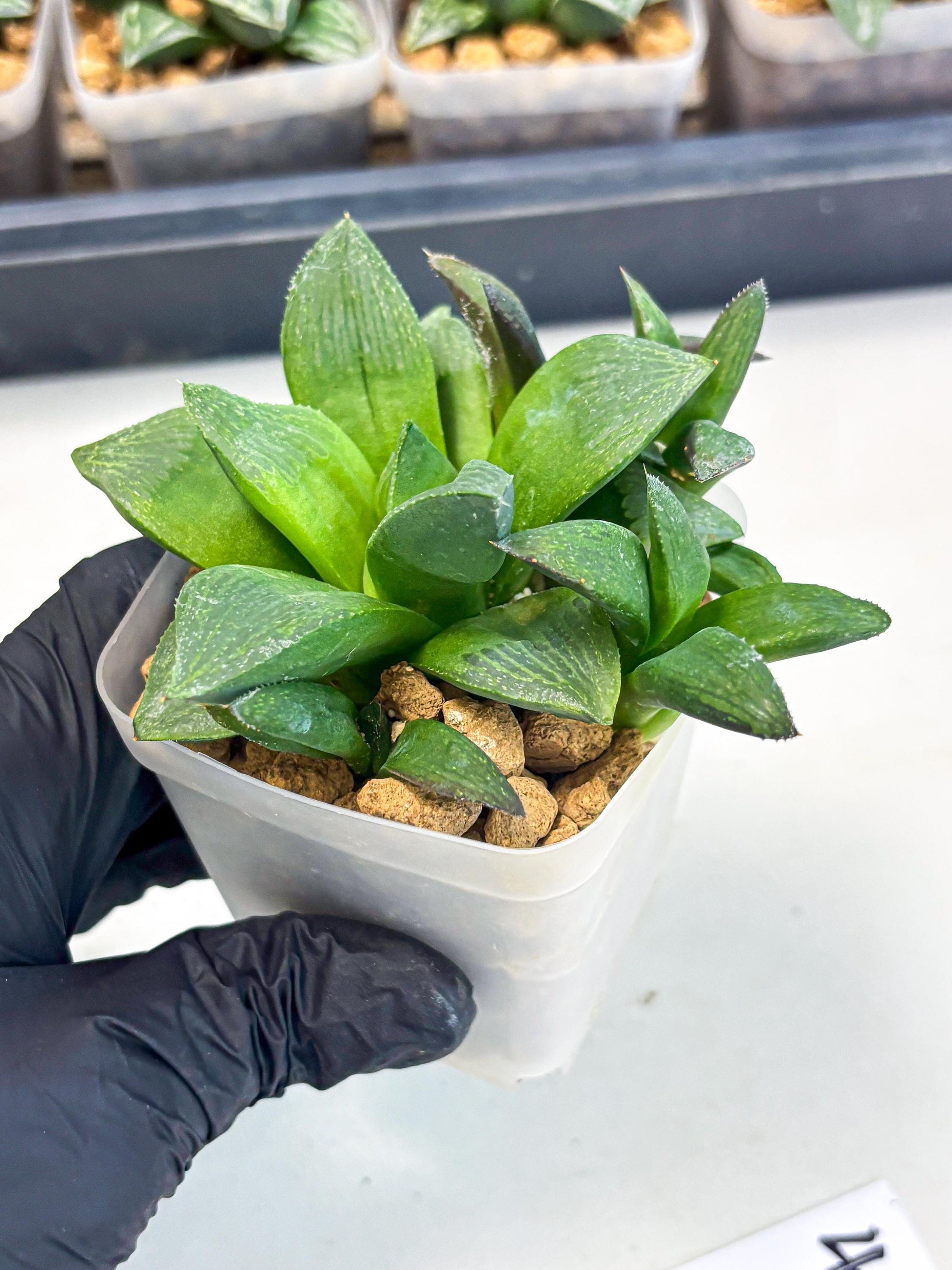 Haworthia Stabilo (wa2) (p4) | Rare Succulent