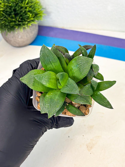 Haworthia Stabilo (wa2) (p4) | Rare Succulent