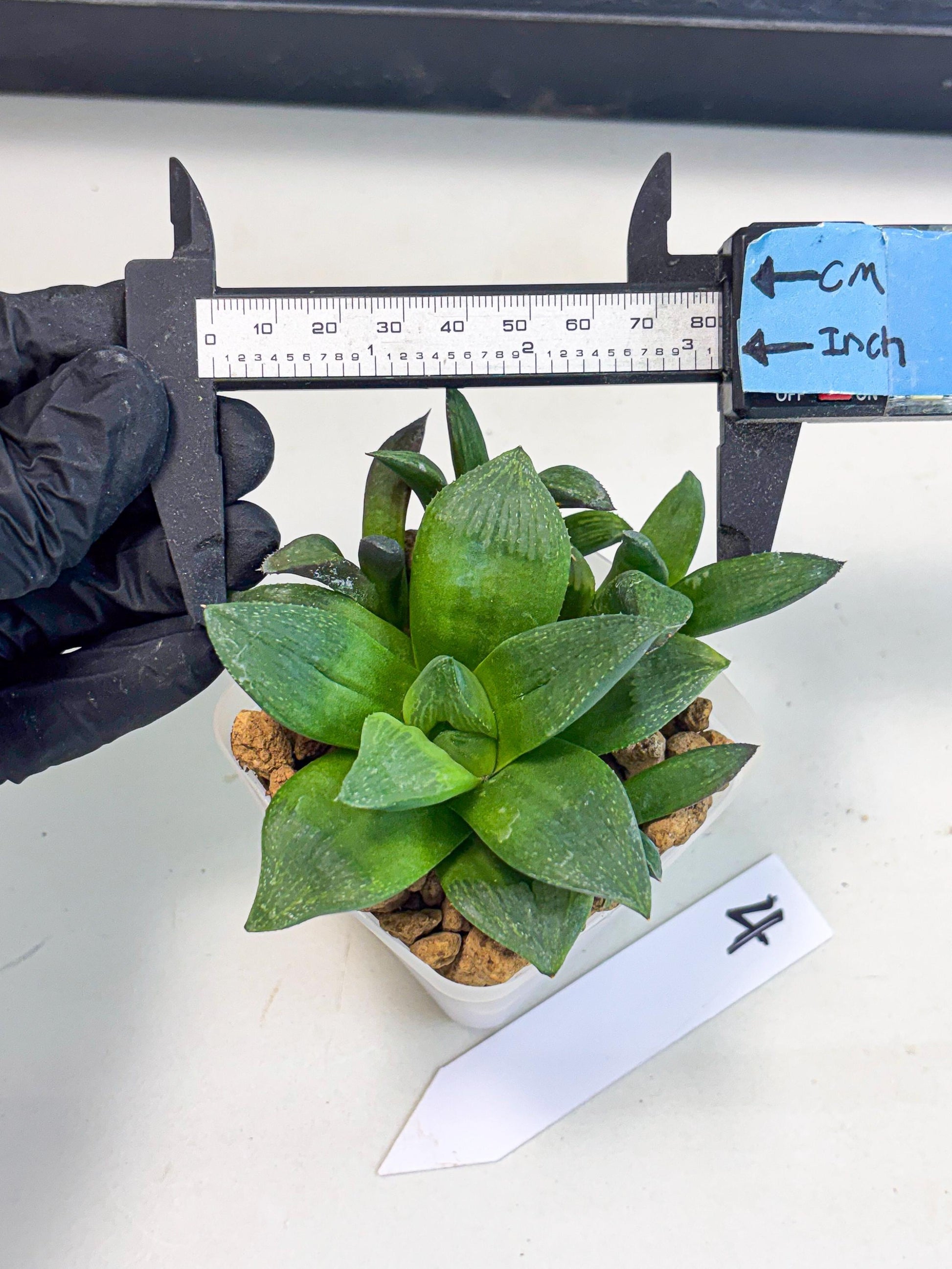Haworthia Stabilo (wa2) (p4) | Rare Succulent