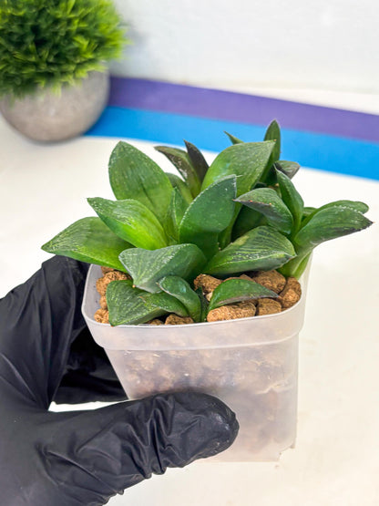 Haworthia Stabilo (wa2) (p4) | Rare Succulent