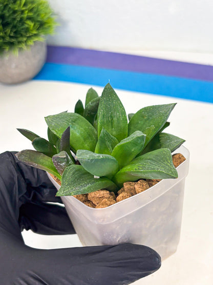 Haworthia Stabilo (wa2) (p4) | Rare Succulent