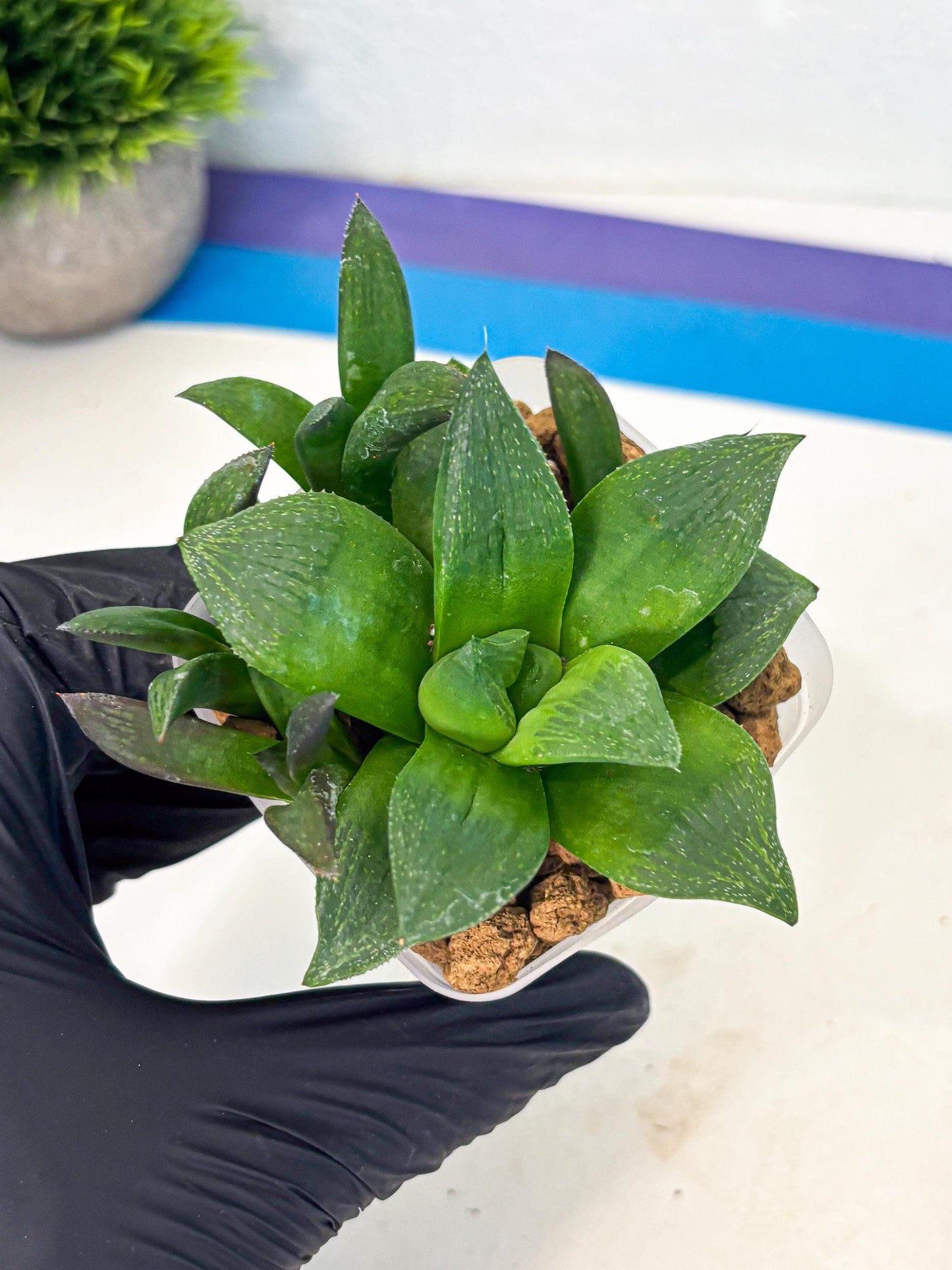 Haworthia Stabilo (wa2) (p4) | Rare Succulent