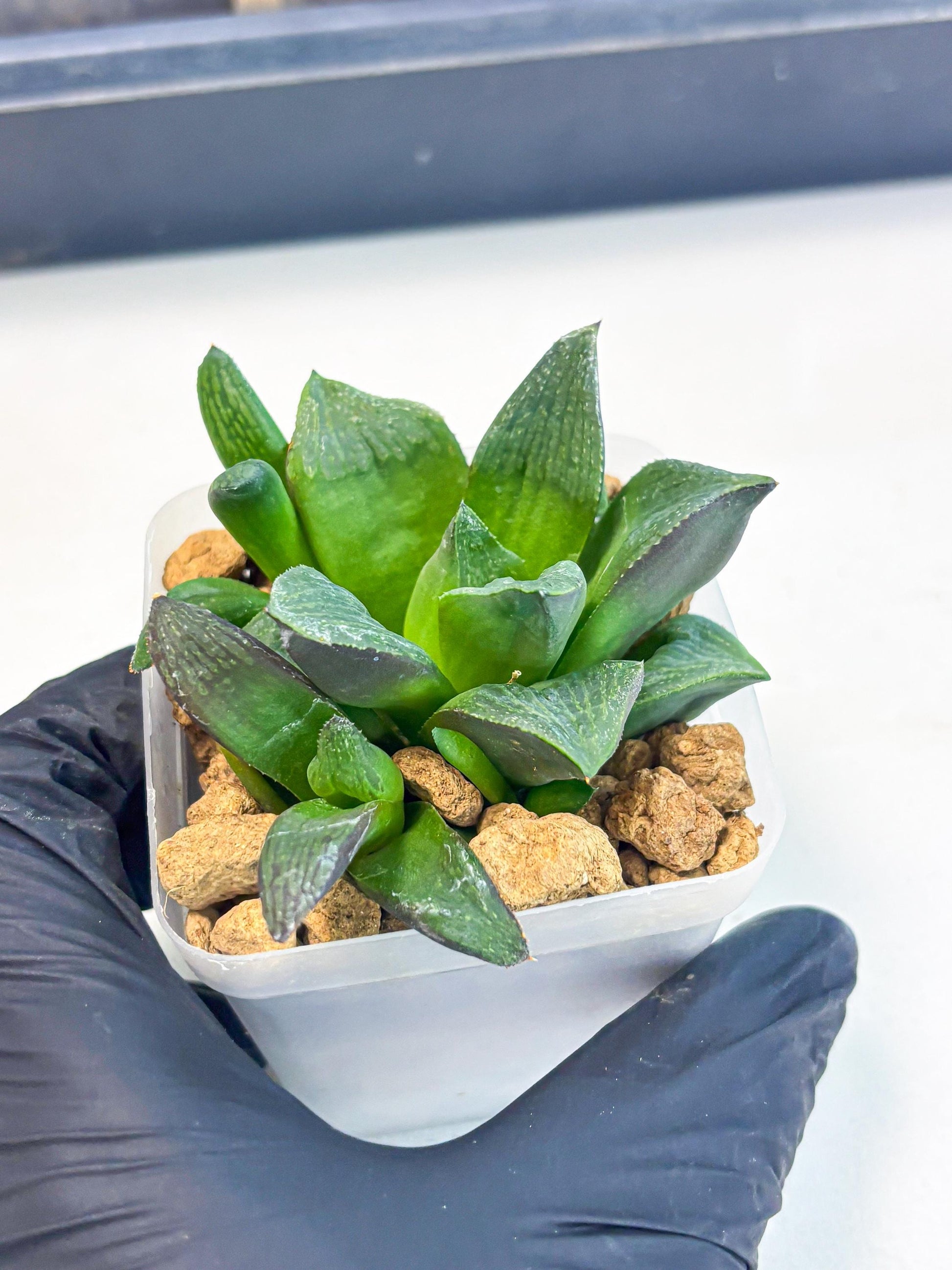 Haworthia Stabilo (wa2) (p5) | Rare Succulent