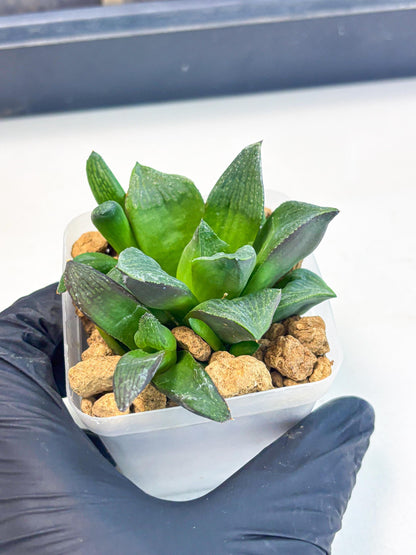 Haworthia Stabilo (wa2) (p5) | Rare Succulent