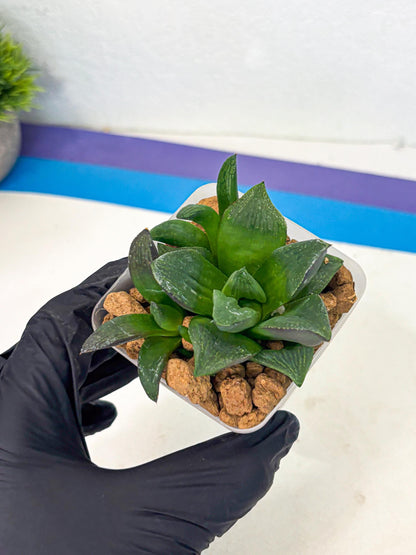 Haworthia Stabilo (wa2) (p5) | Rare Succulent