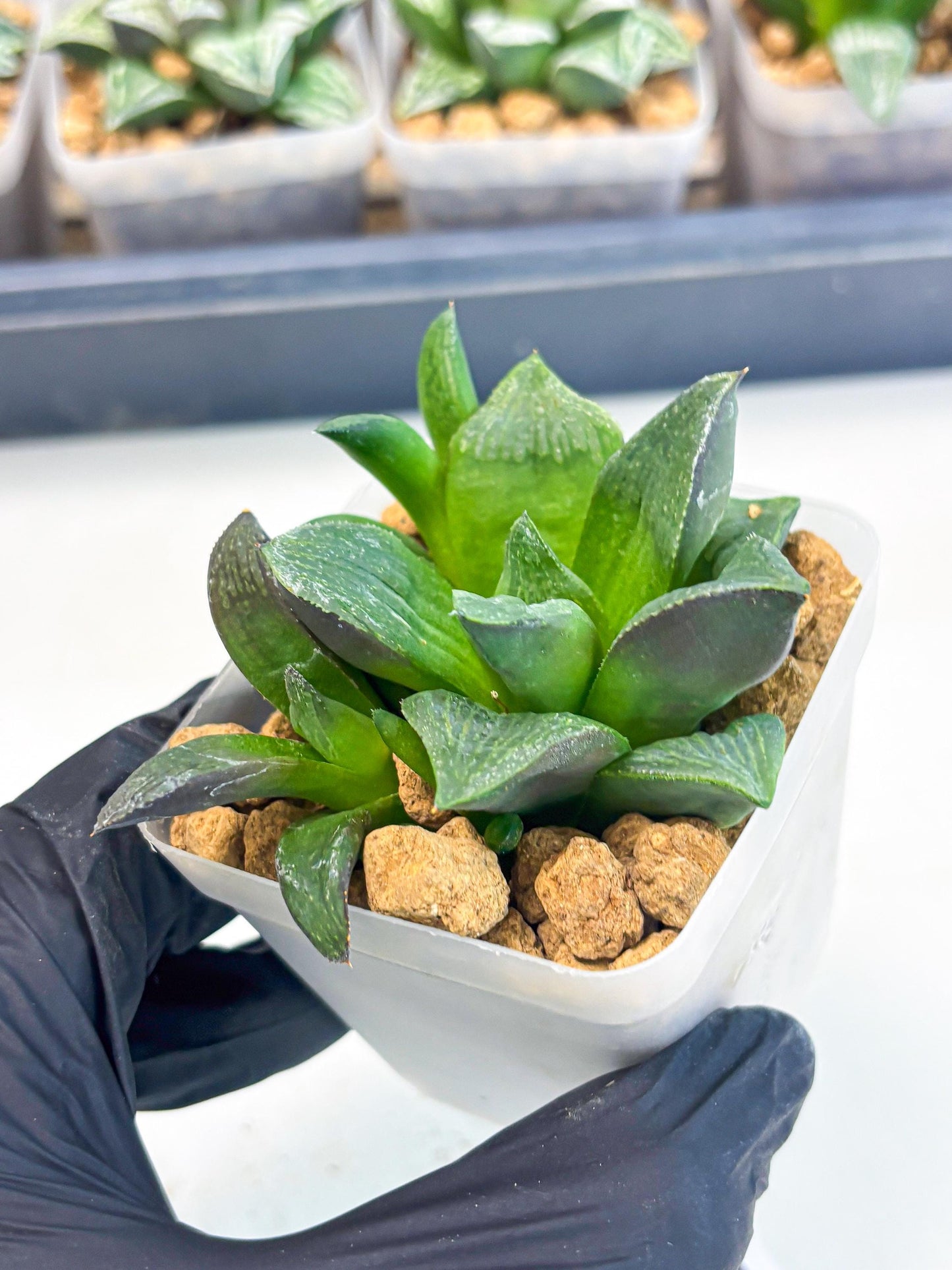 Haworthia Stabilo (wa2) (p5) | Rare Succulent