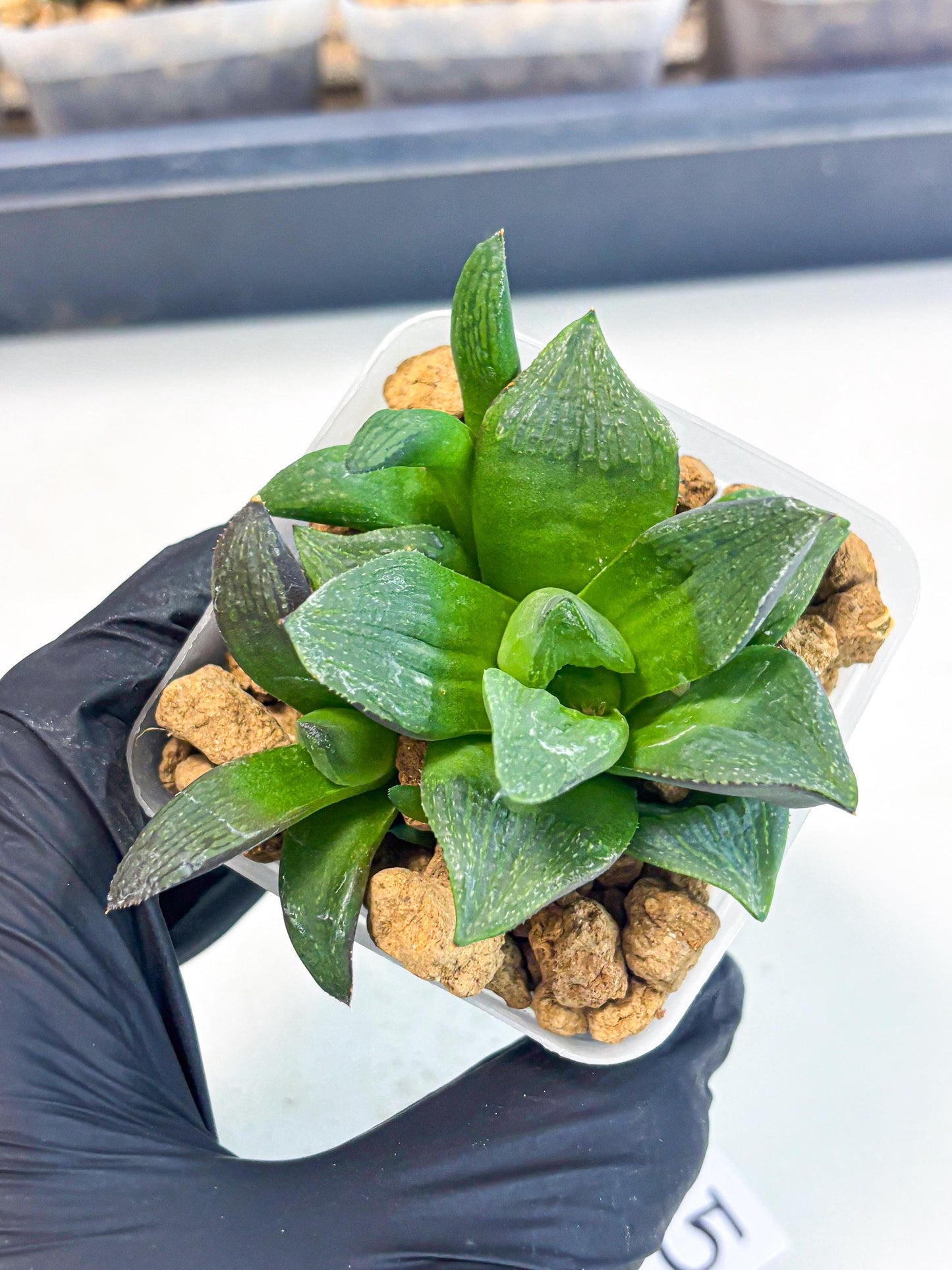 Haworthia Stabilo (wa2) (p5) | Rare Succulent