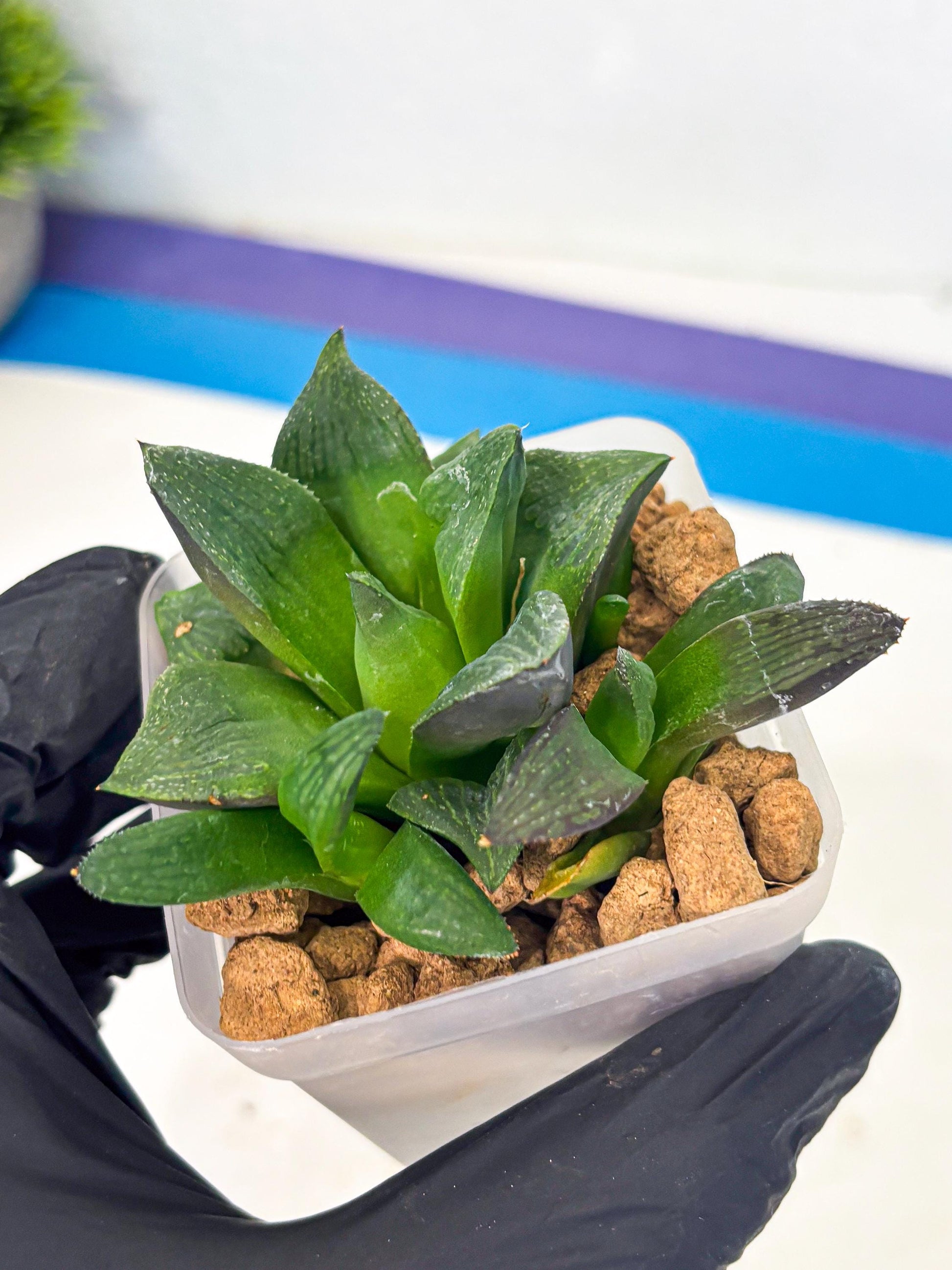 Haworthia Stabilo (wa2) (p5) | Rare Succulent