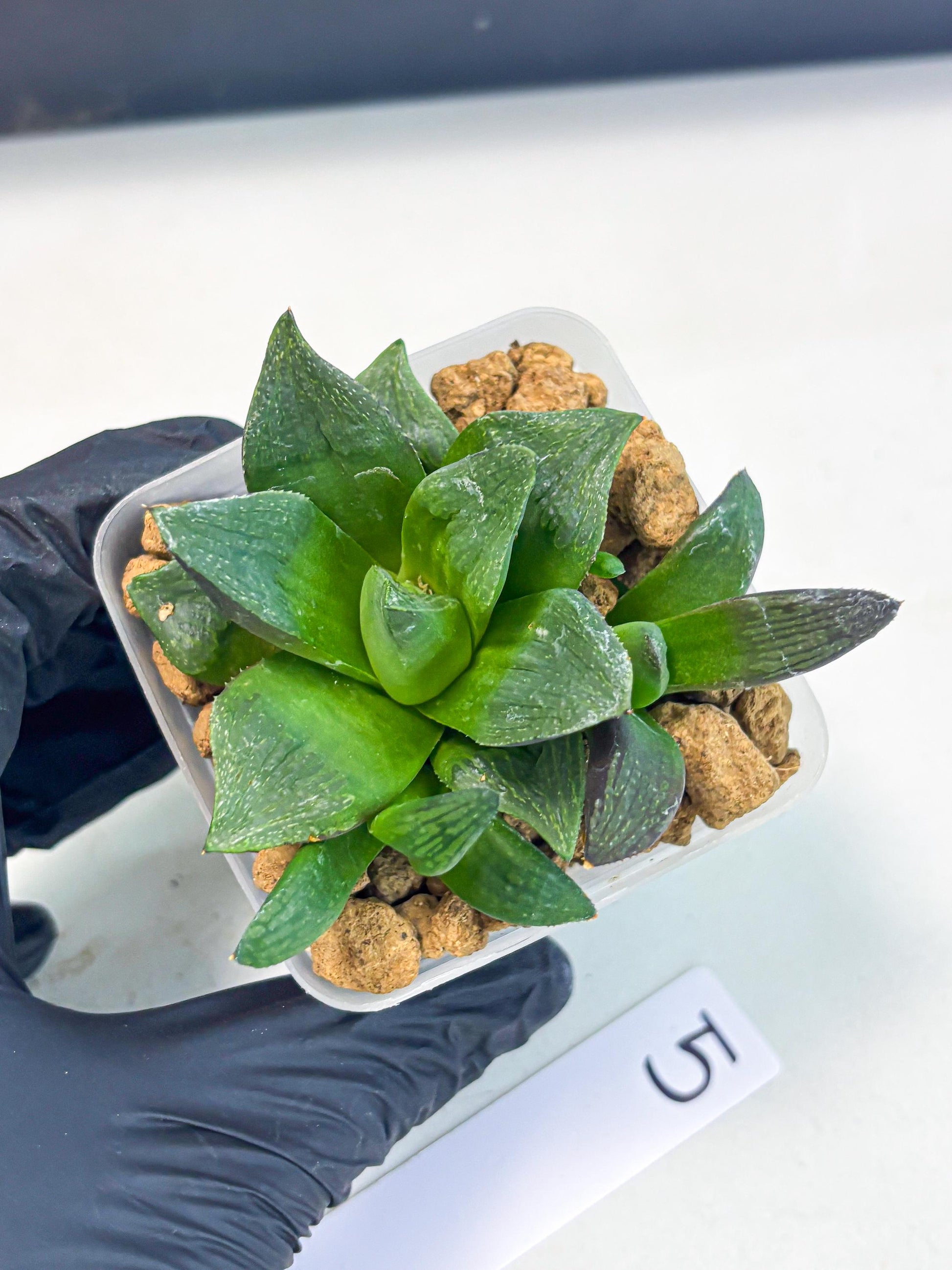 Haworthia Stabilo (wa2) (p5) | Rare Succulent
