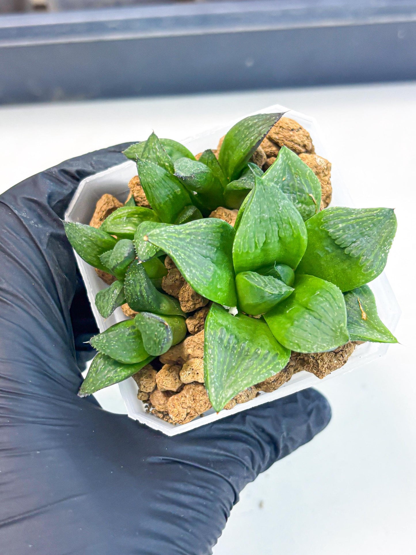 Haworthia Stabilo (wa2) (p6) | Rare Succulent