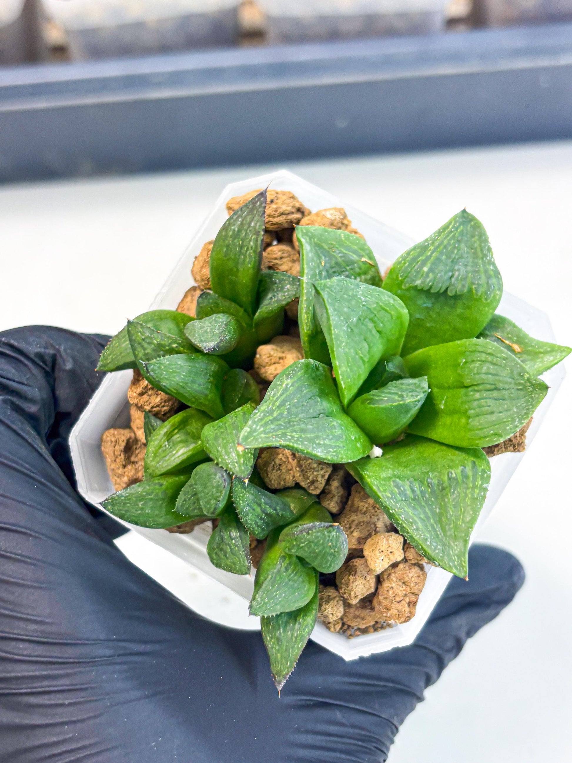 Haworthia Stabilo (wa2) (p6) | Rare Succulent