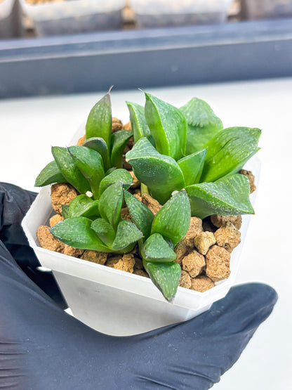 Haworthia Stabilo (wa2) (p6) | Rare Succulent