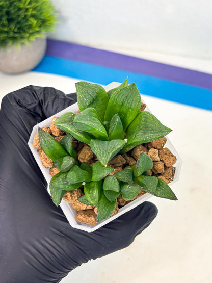 Haworthia Stabilo (wa2) (p6) | Rare Succulent