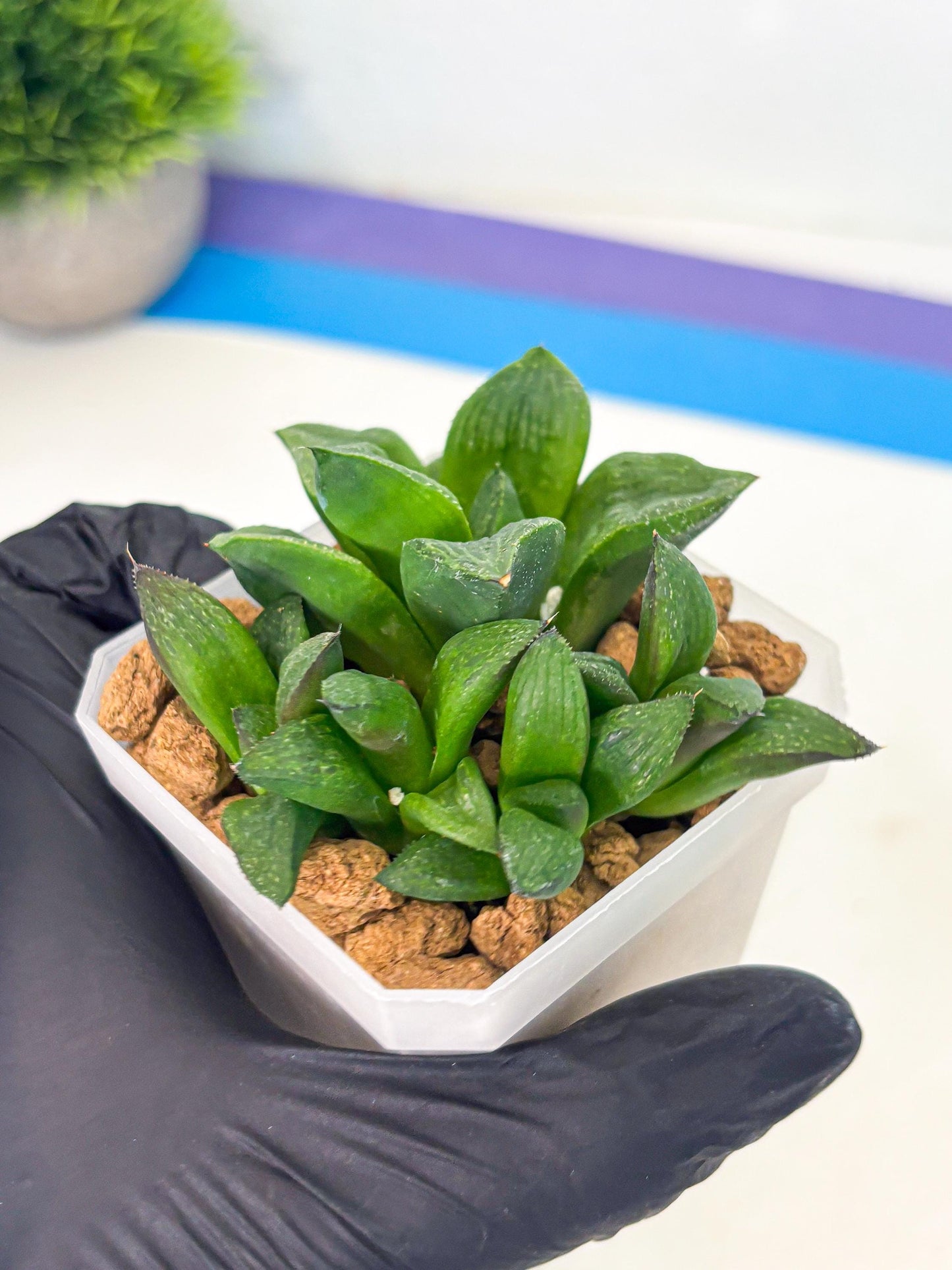 Haworthia Stabilo (wa2) (p6) | Rare Succulent
