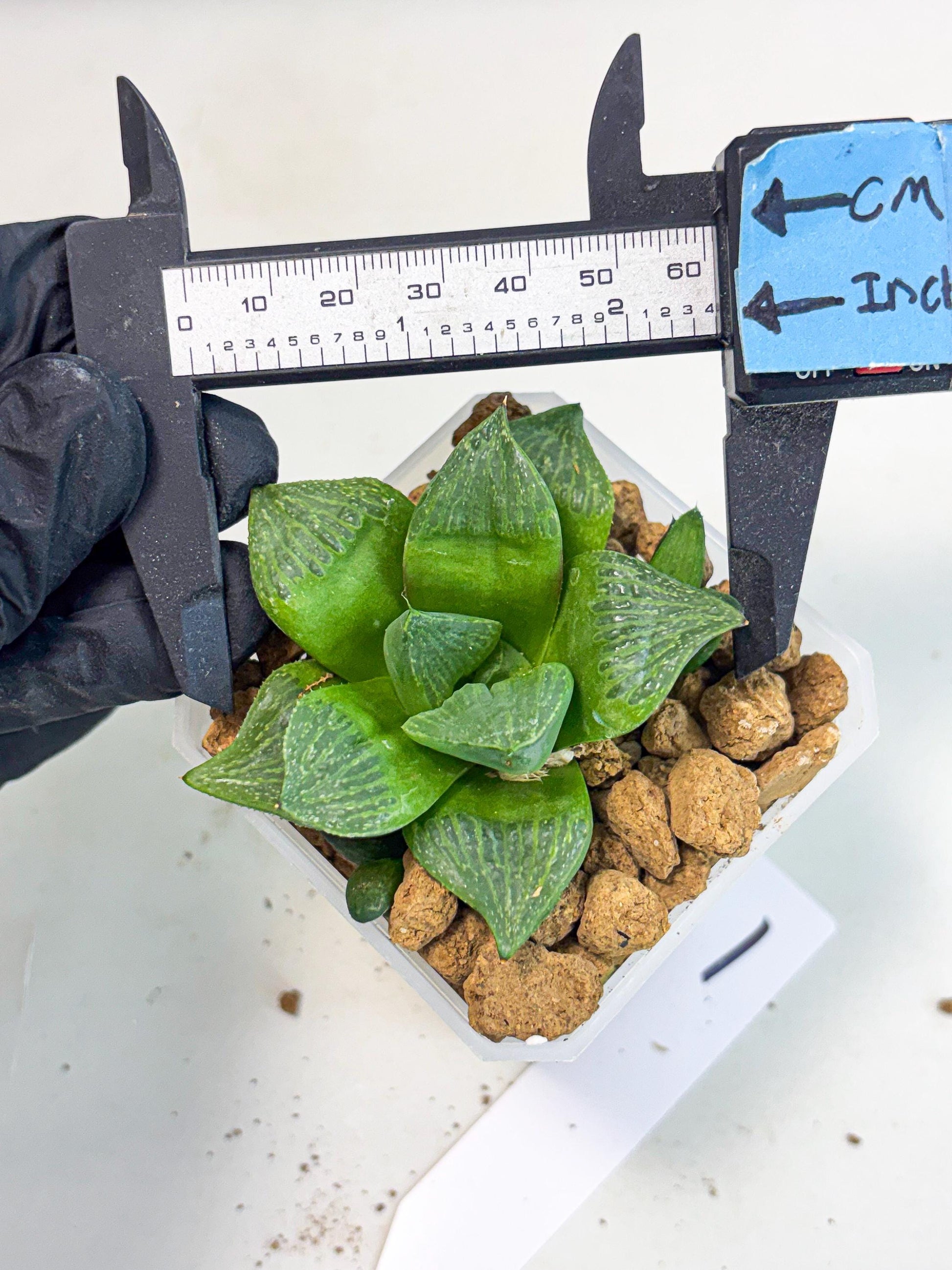 Haworthia Stabilo (wa2) (b1) | Rare Succulent