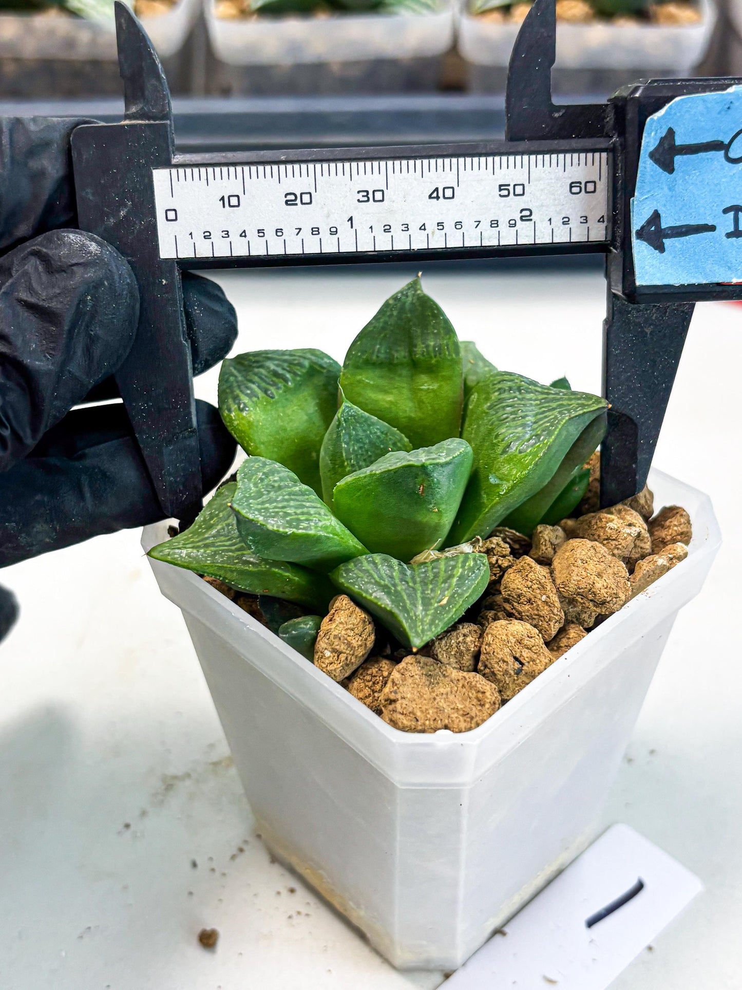 Haworthia Stabilo (wa2) (b1) | Rare Succulent
