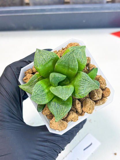 Haworthia Stabilo (wa2) (b1) | Rare Succulent