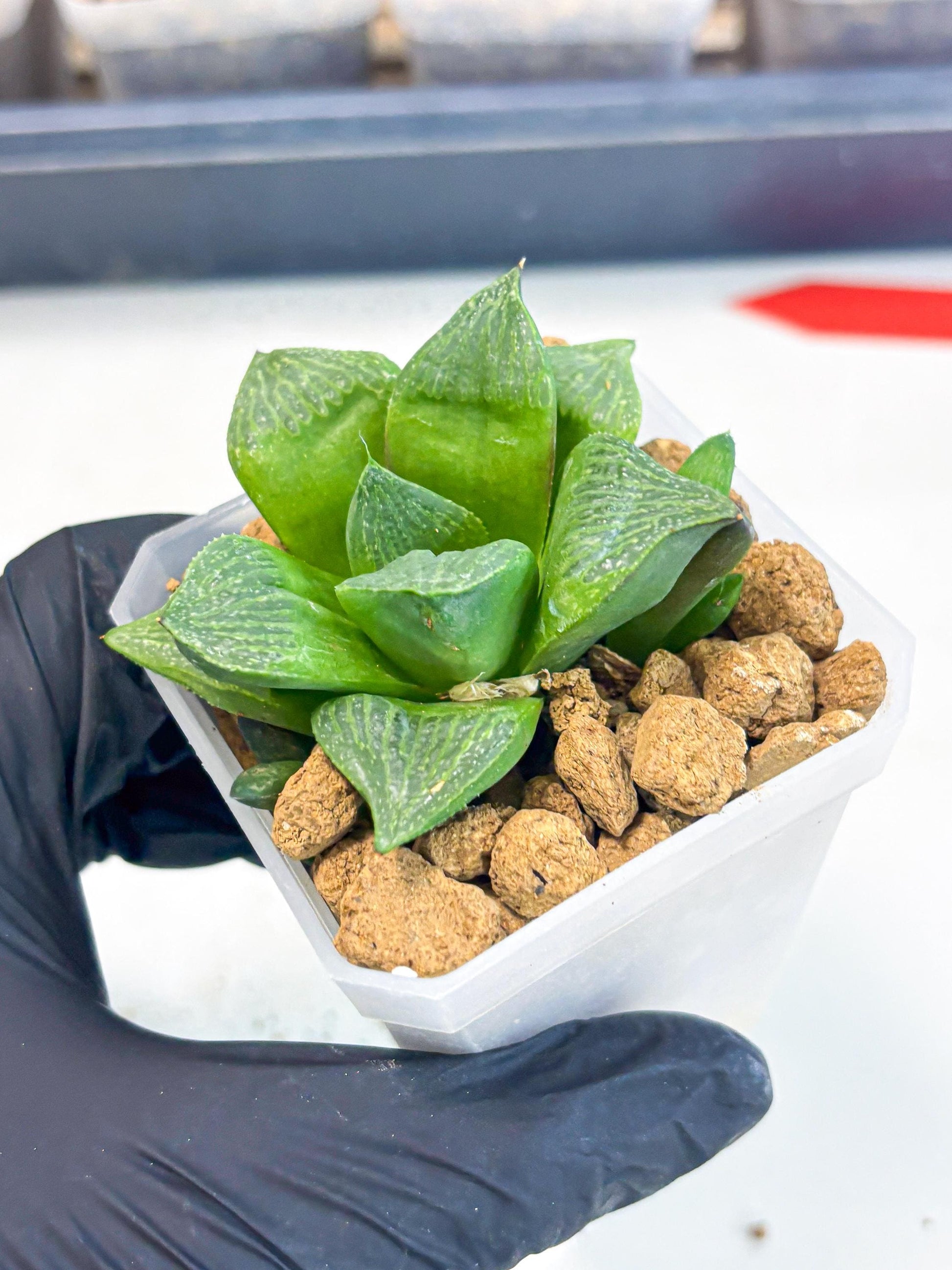 Haworthia Stabilo (wa2) (b1) | Rare Succulent