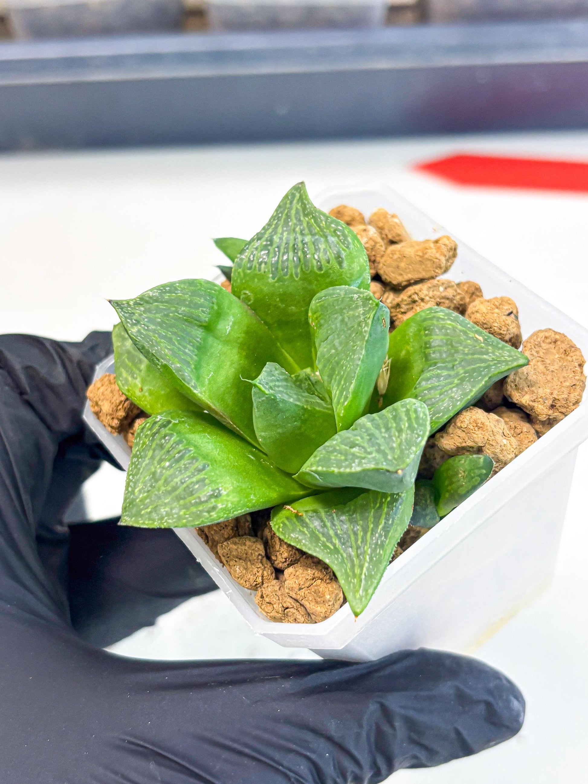 Haworthia Stabilo (wa2) (b1) | Rare Succulent