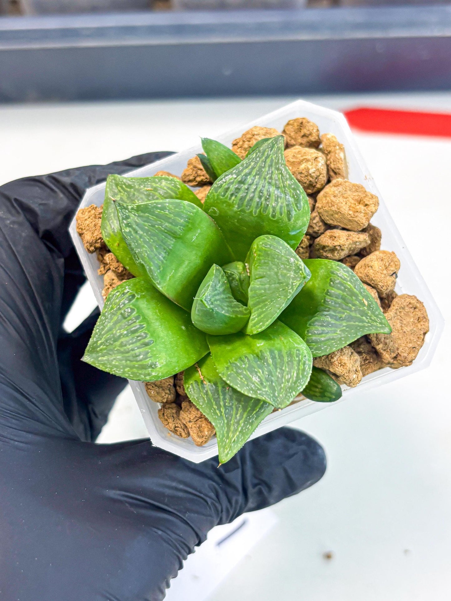 Haworthia Stabilo (wa2) (b1) | Rare Succulent