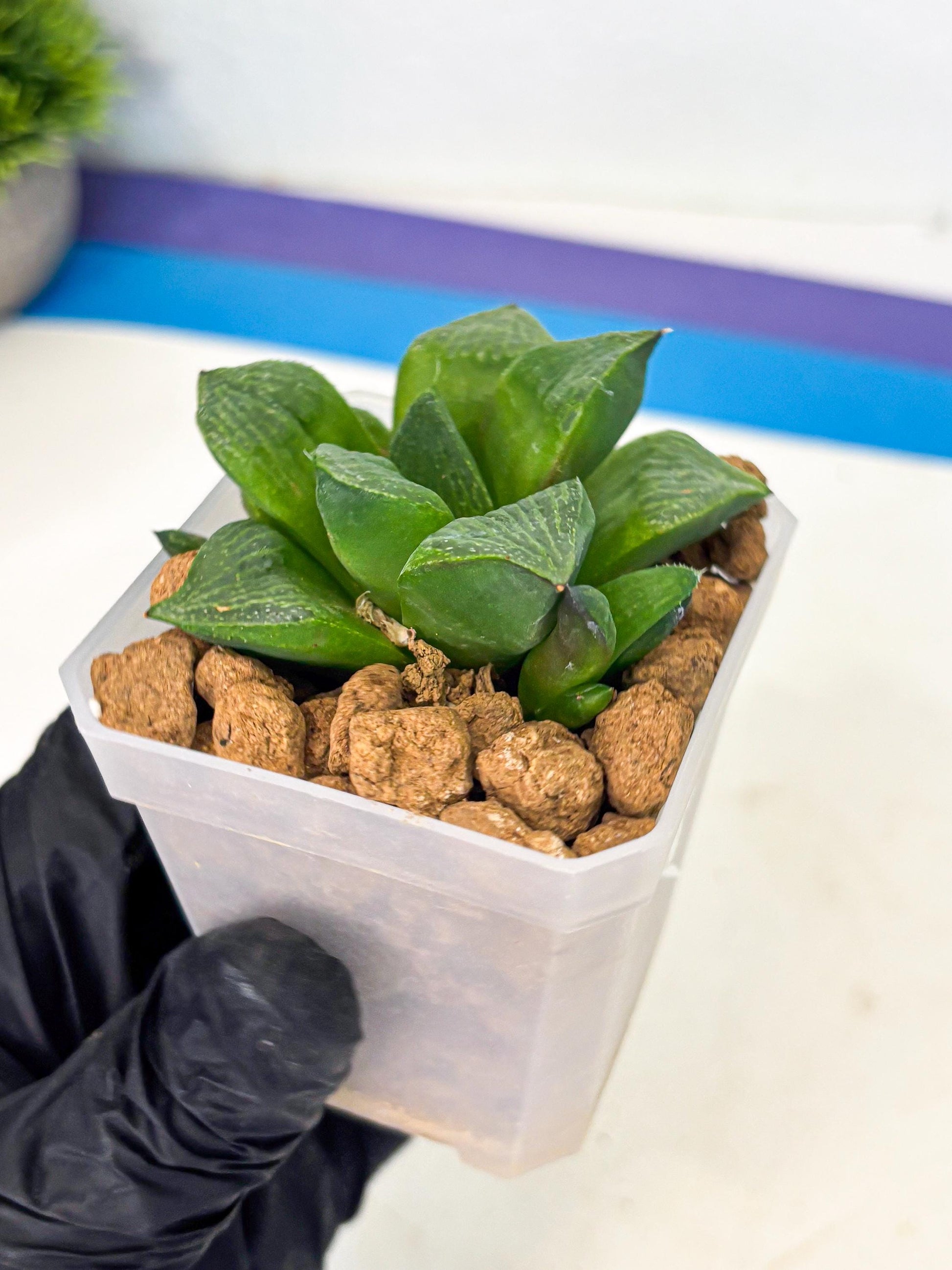 Haworthia Stabilo (wa2) (b1) | Rare Succulent