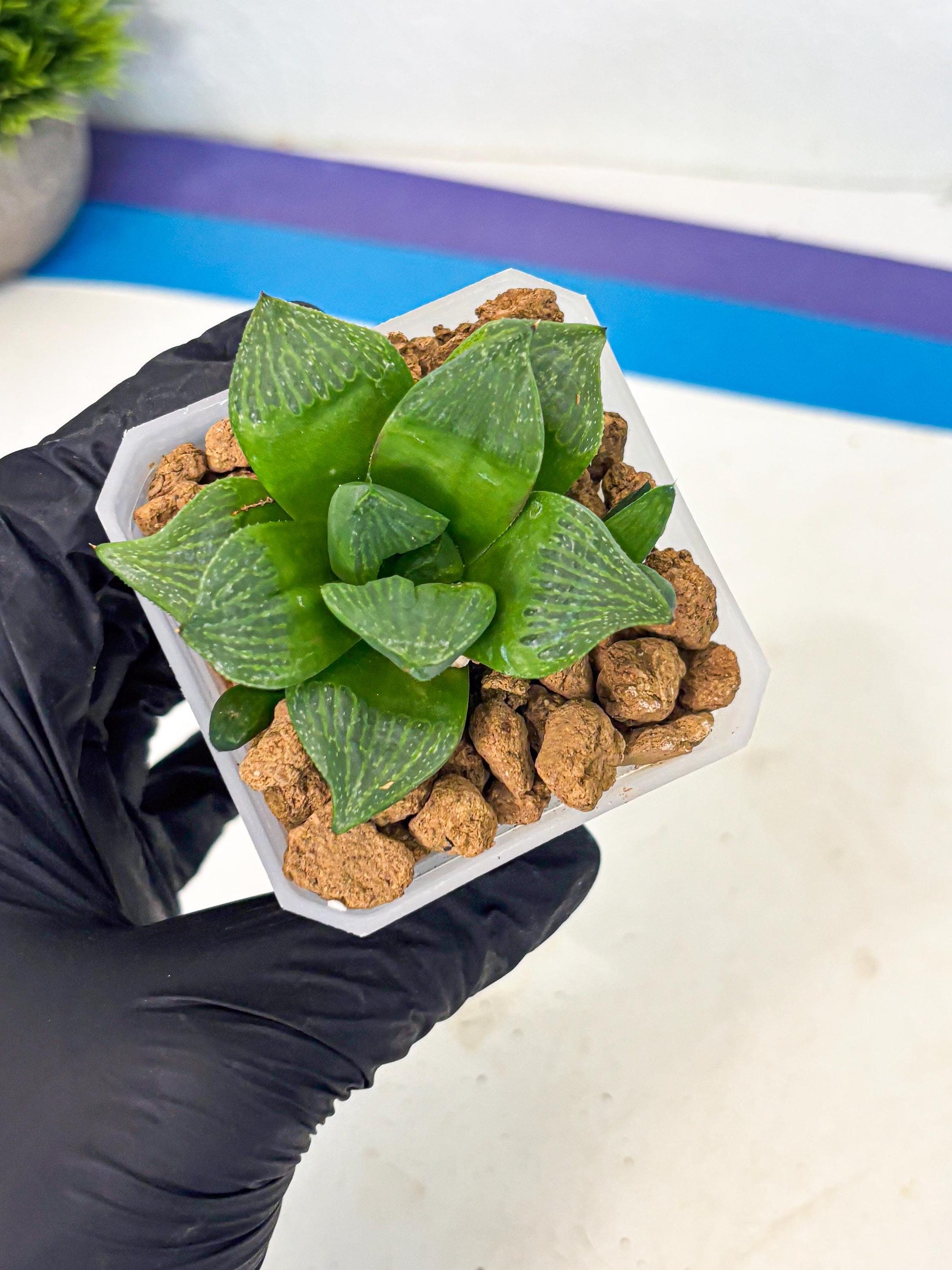 Haworthia Stabilo (wa2) (b1) | Rare Succulent