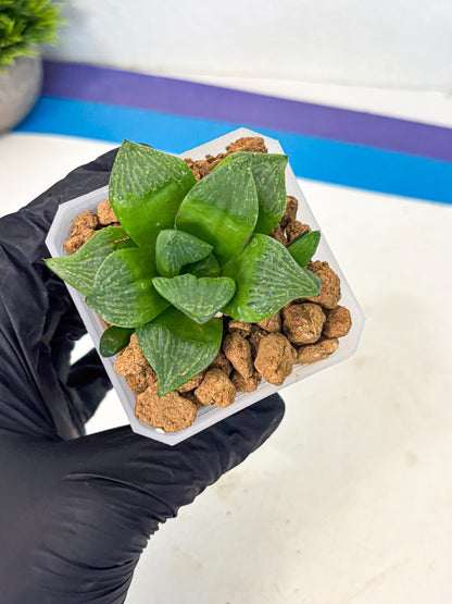 Haworthia Stabilo (wa2) (b1) | Rare Succulent