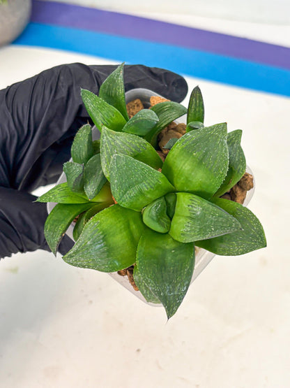 Haworthia Stabilo (wa2) (b2) | Rare Succulent
