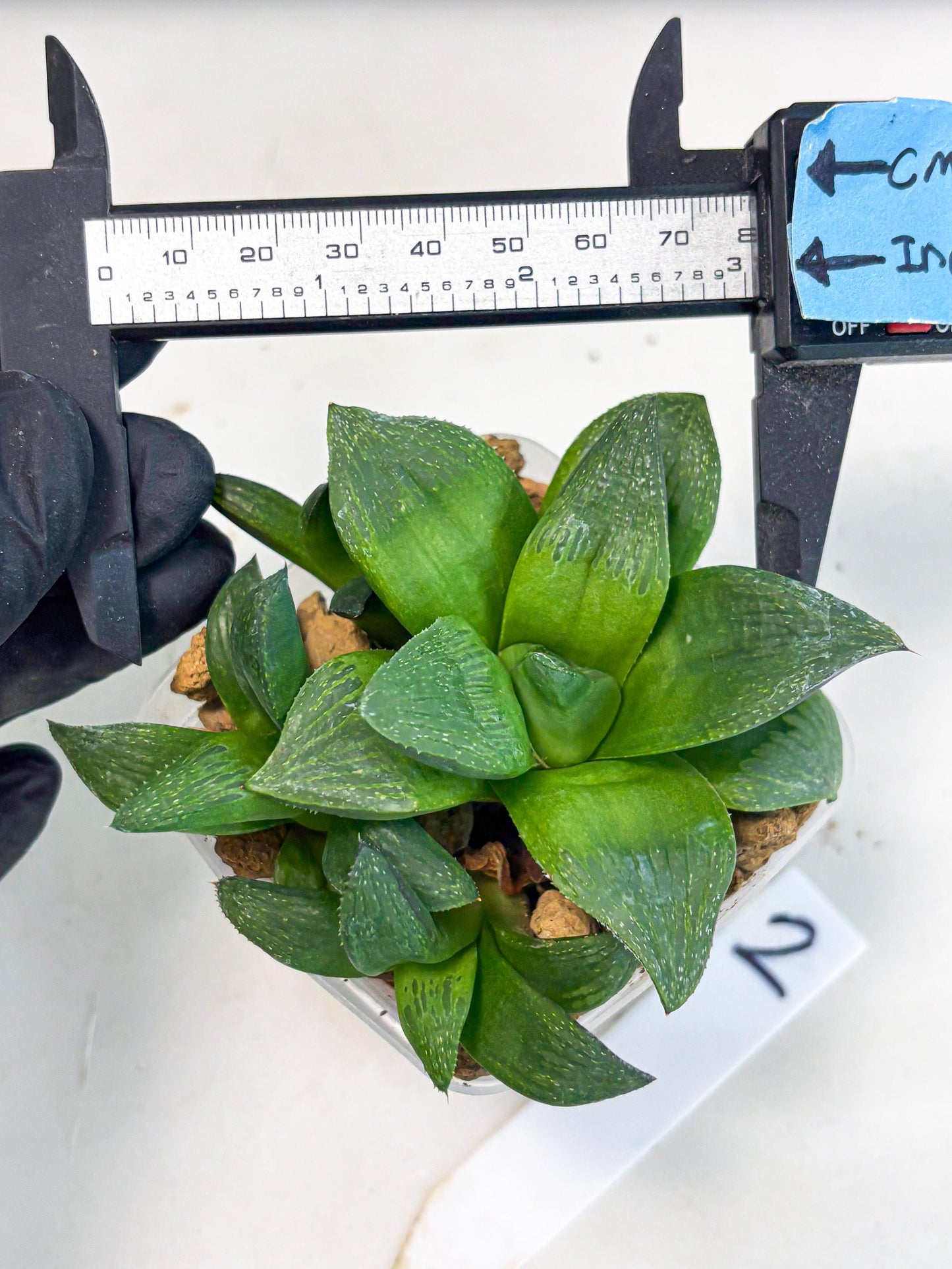 Haworthia Stabilo (wa2) (b2) | Rare Succulent