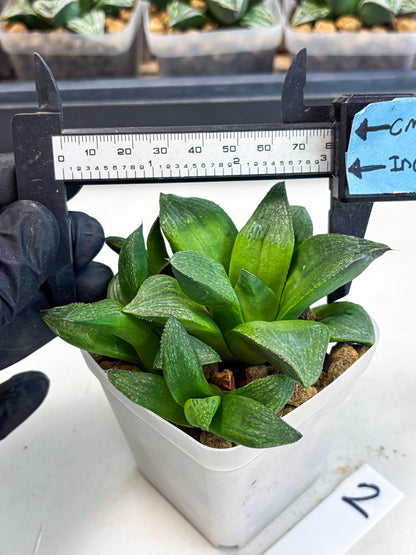 Haworthia Stabilo (wa2) (b2) | Rare Succulent