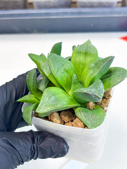 Haworthia Stabilo (wa2) (b2) | Rare Succulent