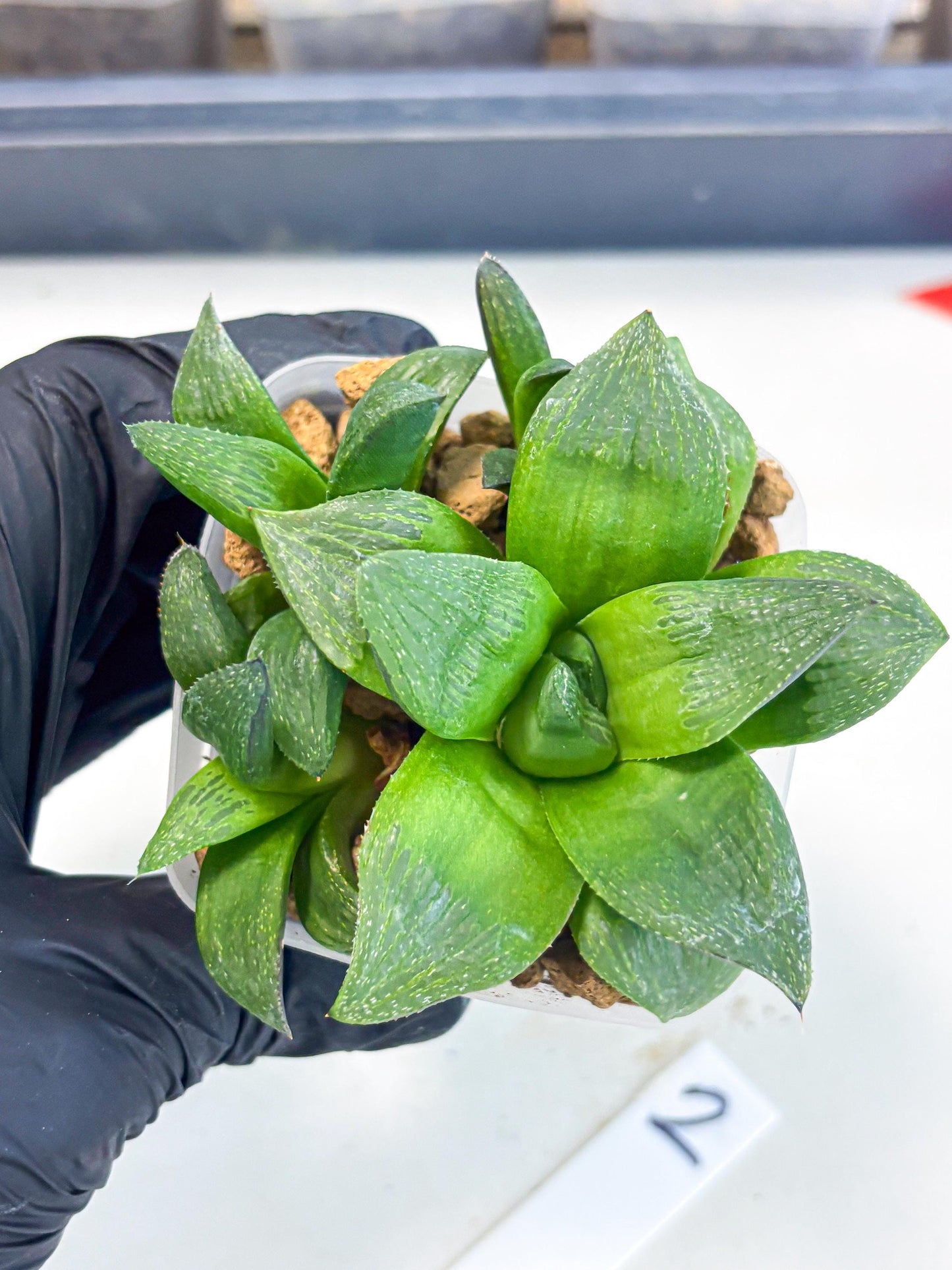 Haworthia Stabilo (wa2) (b2) | Rare Succulent