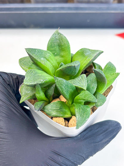 Haworthia Stabilo (wa2) (b2) | Rare Succulent