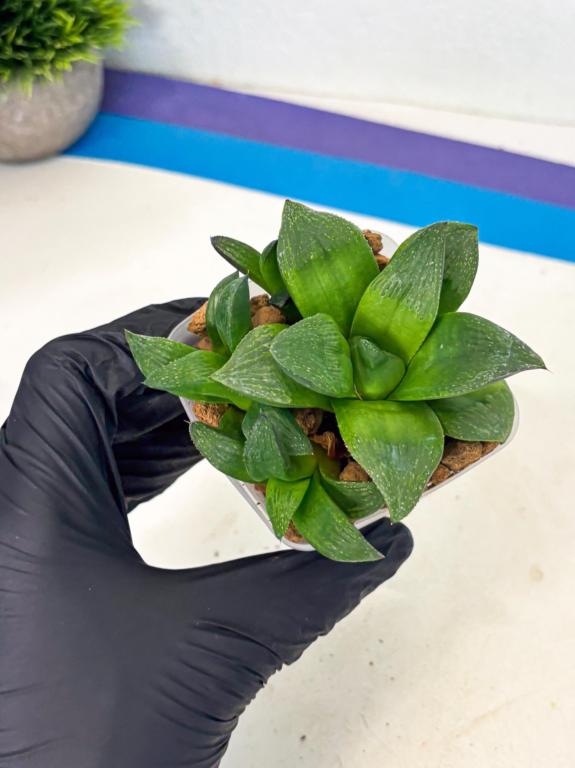 Haworthia Stabilo (wa2) (b2) | Rare Succulent