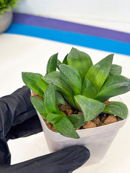 Haworthia Stabilo (wa2) (b2) | Rare Succulent
