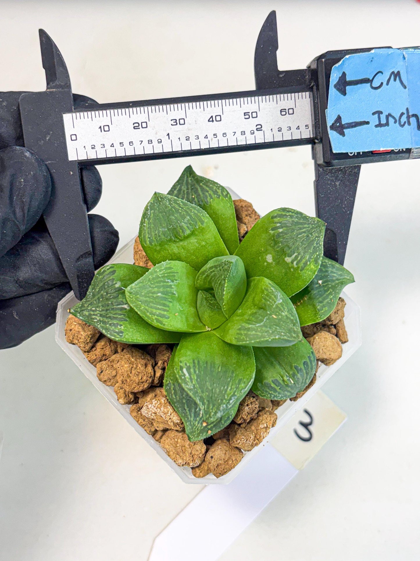Haworthia Stabilo (wa2) (b3) | Rare Succulent
