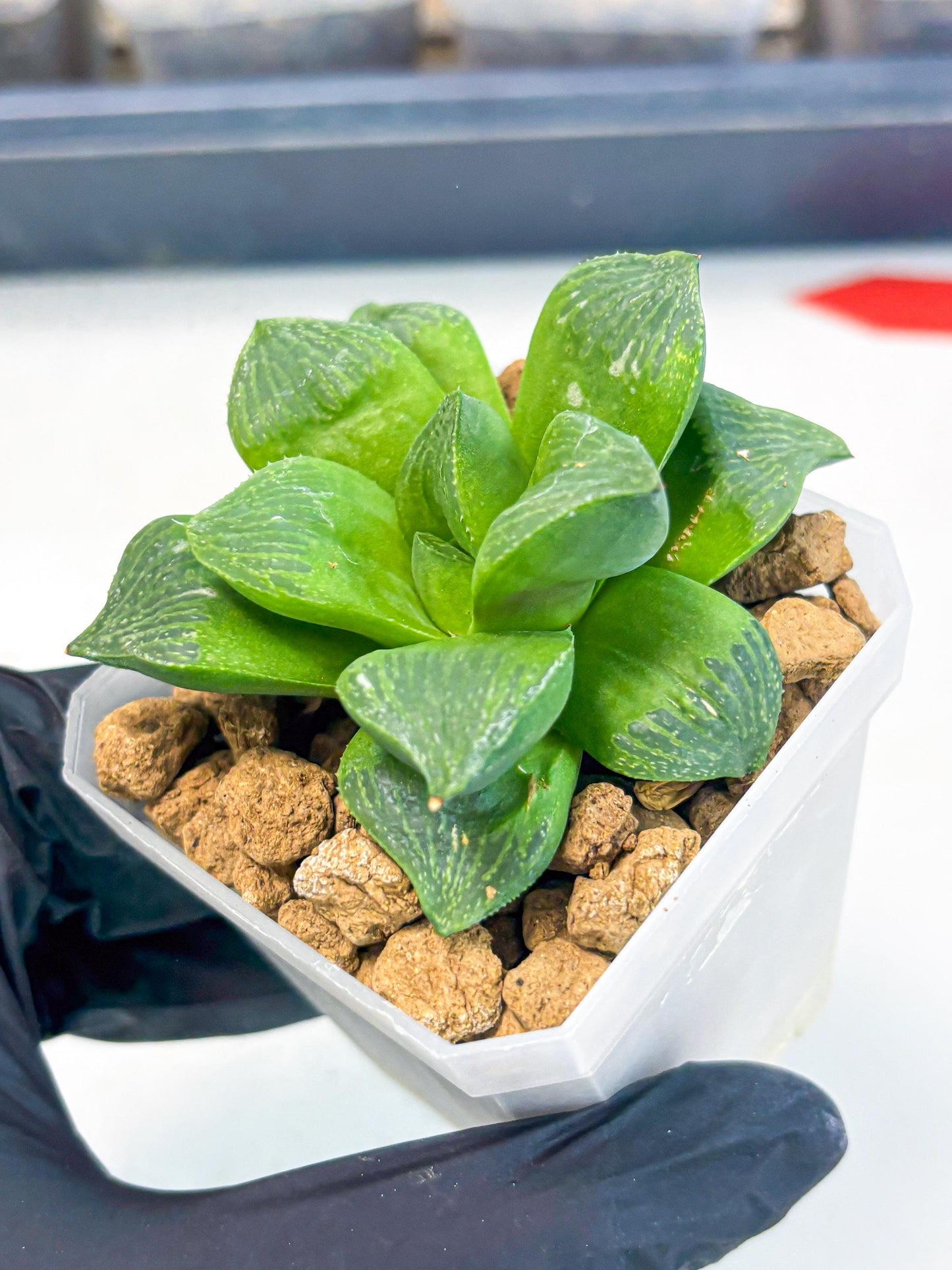 Haworthia Stabilo (wa2) (b3) | Rare Succulent