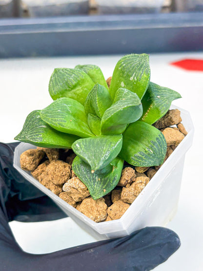 Haworthia Stabilo (wa2) (b3) | Rare Succulent