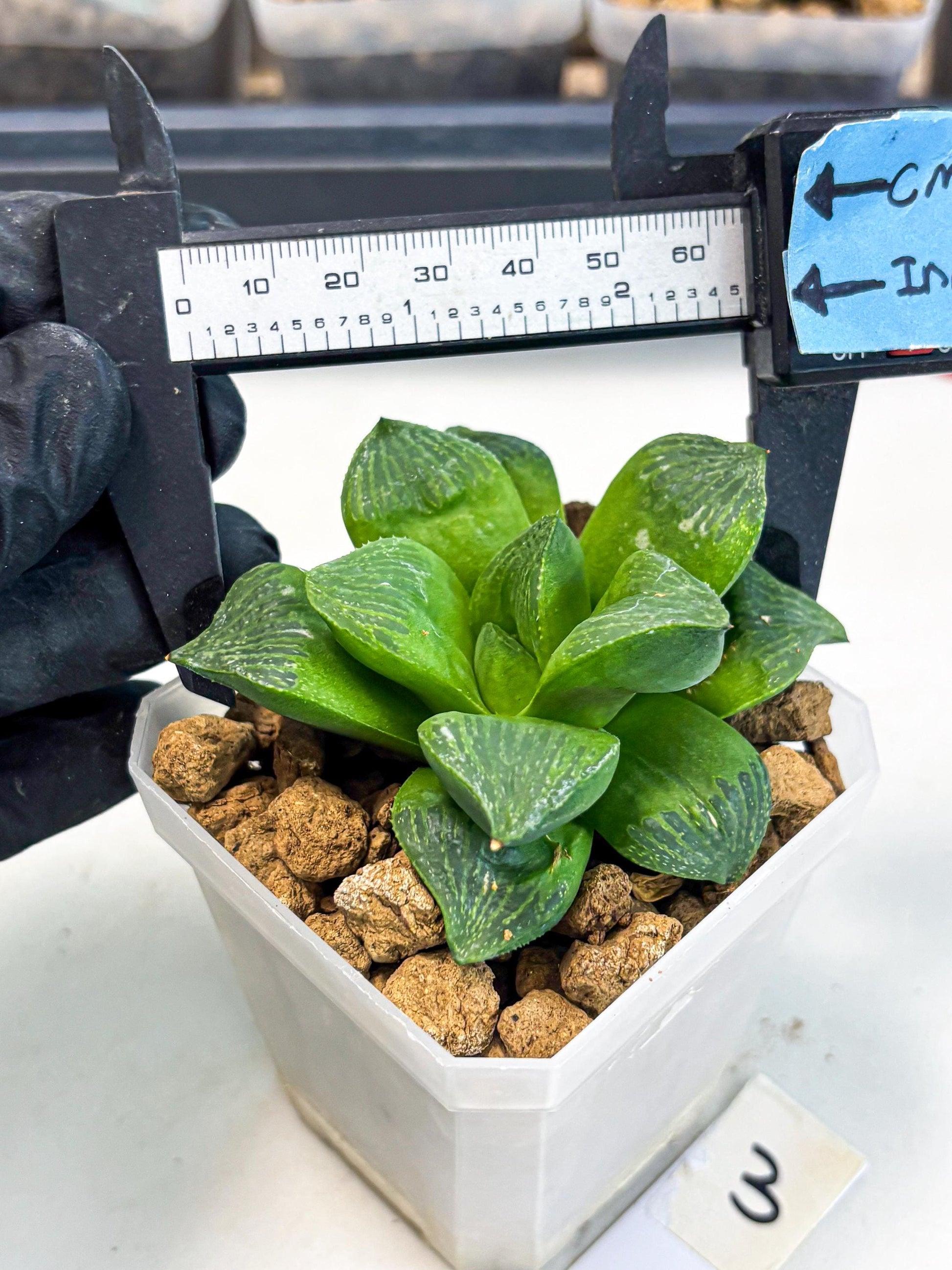 Haworthia Stabilo (wa2) (b3) | Rare Succulent
