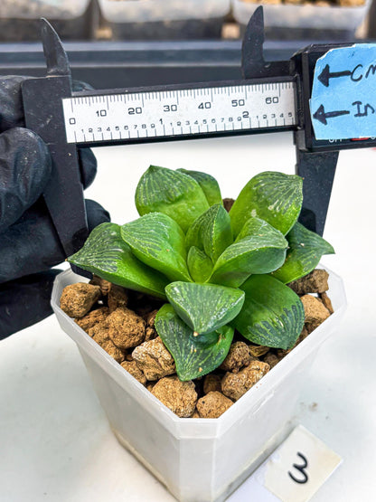 Haworthia Stabilo (wa2) (b3) | Rare Succulent