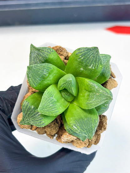Haworthia Stabilo (wa2) (b3) | Rare Succulent