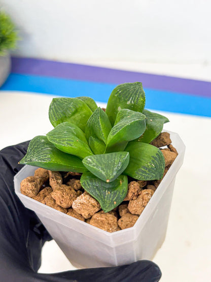 Haworthia Stabilo (wa2) (b3) | Rare Succulent